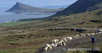 ‘The Last Autumn’ Review: The Majesty of Shepherds