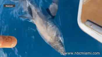 12-Year-Old Captures Great White Shark Off the Coast of Port Everglades