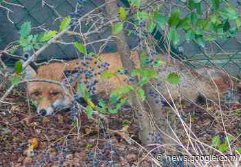 Lyon. Il tombe sur un renard en pleine ville : "Je ne voulais pas le ... - L'Impartial