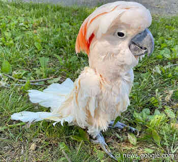 Beloved cockatoo dies at Utica Zoo | Daily Sentinel - Rome Sentinel