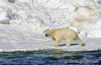 Mother, 1-year-old son killed in Alaska polar bear attack - Stettler ... - Stettler Independent