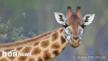 Marwell Zoo break-in pair sentenced after giraffe harassed