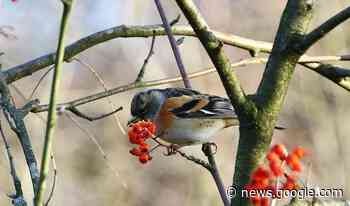 Winterwandeling Gorsselse Heide | Het laatste nieuws uit Zutphen ... - Contact Zutphen-Warnsveld