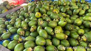 This highly addictive psychostimulant is becoming increasingly popular in Australia