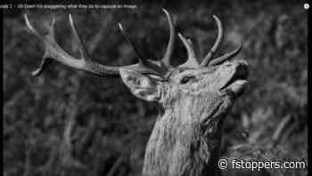 How to Photograph Deer and Massive Mushrooms