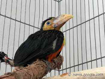Tucano é resgatado pela Secretaria do Meio Ambiente - Portal Gramado News