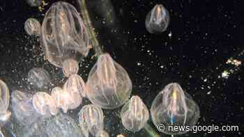 Pesca a rischio: le noci di mare danneggiano le reti e si mangiano il ... - Dissapore