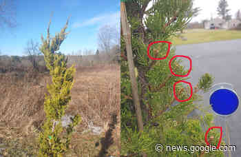 THE LAZY BERKSHIRE GARDENER: Week of January 19, 2023 - theberkshireedge.com