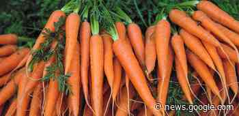 Ask a Master Gardener: What happened to my carrots? - Duluth News Tribune