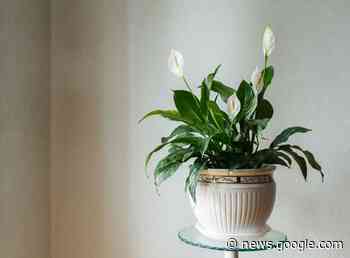 Naperville Gardener – It's January…. Time to make a New Year's ... - Positively Naperville