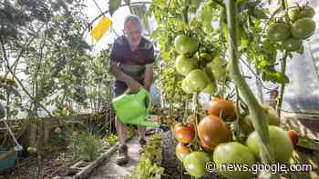 Excess water charges leads avid gardener to seek novel ways to ... - Stuff