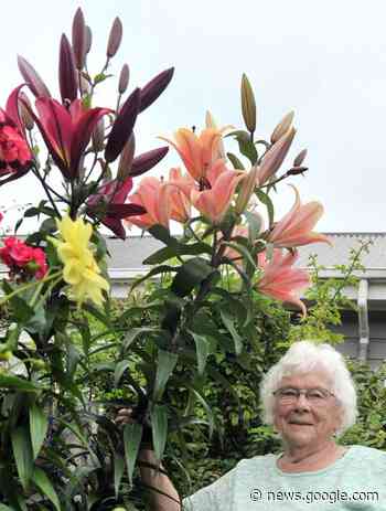 Gardener's pride at 'freaky' tall lilies - Otago Daily Times