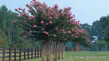 MASTER GARDENER — Anticipating Spring? Try winter garden ... - The Port Arthur News
