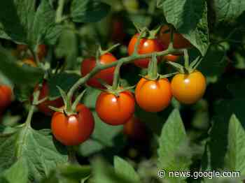 Dakota Gardener: You have to try this tomato — Extension and Ag ... - NDSU Agriculture