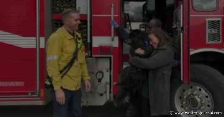 'Really Grateful': Firefighters Rescue Dog Swept Away by Floodwaters, Found in Storm Drain