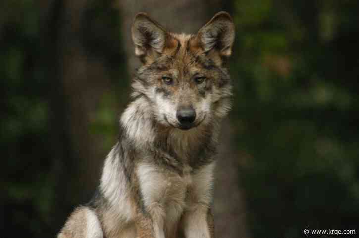 Advocates push Feds to let Mexican gray wolf 'roam free' in northern New Mexico, elsewhere