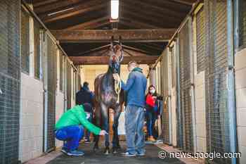 Siena, la Giunta approva le modifiche al protocollo dei Cavalli da Palio - SienaFree.it