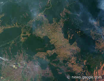 Conservation is not enough - we need to restore the Amazon forest - World Economic Forum