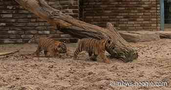 Krefeld: Zwei Tigerbabys sind die neuen Stars im Zoo - Westdeutsche Zeitung