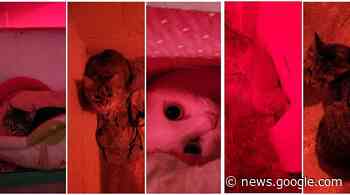 I cinque gatti sfrattati di Cremona: una triste storia - GcomeGatto