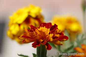 Lages está cada vez mais florida – Notícia no Ato - Notícia no Ato