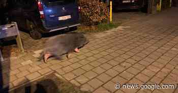 Opmerkelijk beeld: zwijn gaat op stap door Destelbergen - Het Laatste Nieuws