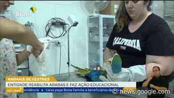 Entidade reabilita araras e faz ação educacional | Repórter São ... - EBC