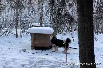 10 dogs left outside without food or water after B.C. owner hospitalized in Alberta