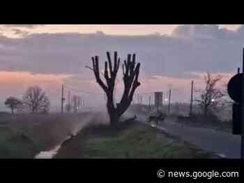 Decine di daini all'alba a Lido di Classe: una scena che spopola sui ... - Corriere Romagna