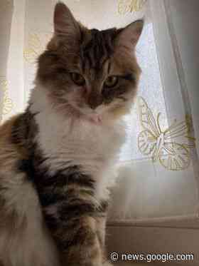 Alba: smarrita la gattina Milù in zona Carrefour - http://gazzettadalba.it/