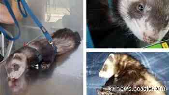 Furetto rapito in centro a Bergamo: "Aiutatemi a ritrovare il mio Vasco" - IL GIORNO