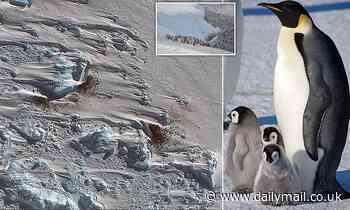 Scientists discover a new penguin colony from space