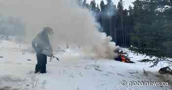 Parks Canada thinning forests around Banff townside to lower wildfire, mountain pine beetle risk