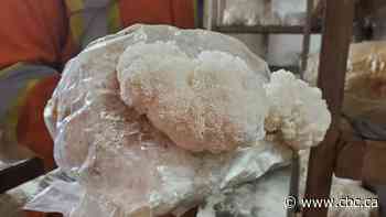 Meet a family of farmers growing edible mushrooms year-round in Newfoundland