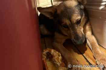 Rory Cellan-Jones shares heartwarming progress with Sophie from ... - Harrow Times