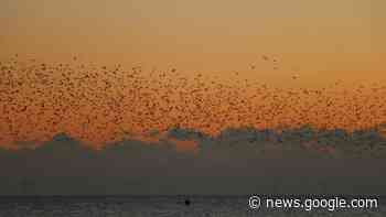 BBC Winterwatch: Brighton Palace Pier starlings to feature in show - The Argus
