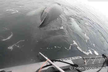 VIDEO: Hogtied humpback rescued from dangerous entanglement ... - Omineca Express