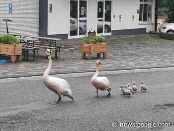Windeck: Schwanenfamilie spaziert seelenruhig über die ... - Kölnische Rundschau