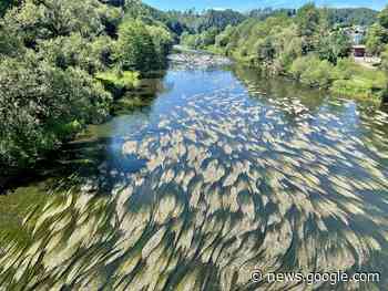 Bei Windeck ist die Sieg von weißen Blüten bedeckt - Kölnische Rundschau