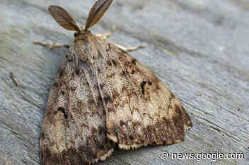Province plans spring sprayings to prevent invasive spongy moths in ... - Comox Valley Record