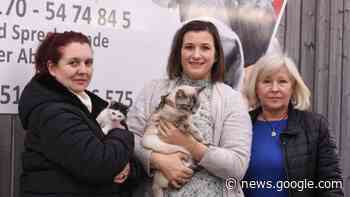 Landkreis Dachau: Tierschutzverein organisiert Kastrationsaktion ... - Süddeutsche Zeitung - SZ.de