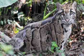 Morning Start: Formosan clouded leopard - Salmon Arm Observer - Salmon Arm Observer