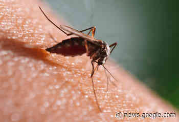 Mosquito control returns to Scotch Creek after one-year hiatus ... - Castanet.net