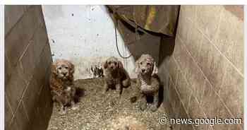 Concerns raised over two unlicensed dog kennels in Whitewater ... - PembrokeToday.ca