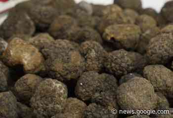 Appassionati di funghi e tartufi? Corso in Comunità Montana - Prima Lecco