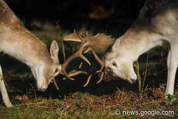 Nature group learns of community buyout plan from press amid ... - Barrhead News