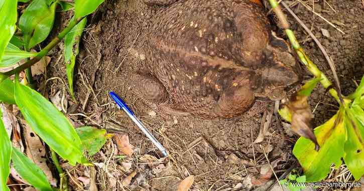 So schwer wie ein Baby: Monster-Kröte in Australien entdeckt