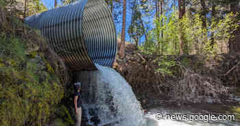 New Restoration Project Kicks off on Scott River Tributary - caltrout.org