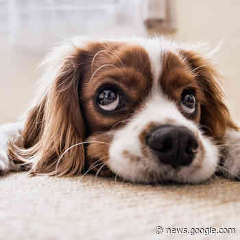 Peine nimmt weniger Geld durch Hundesteuer ein - regionalHeute.de