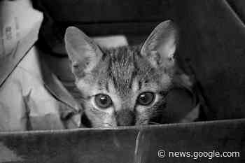 Peine: Ausgesetzt - Katzenfamilie wie Müll entsorgt - regionalHeute.de